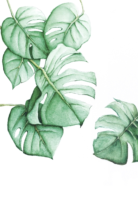 Mẫu lá 08