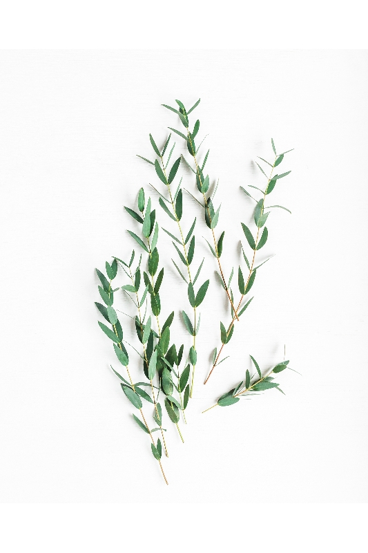 Mẫu lá 15